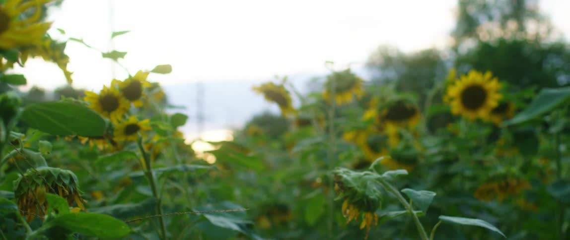 Sunflowers growing in a field