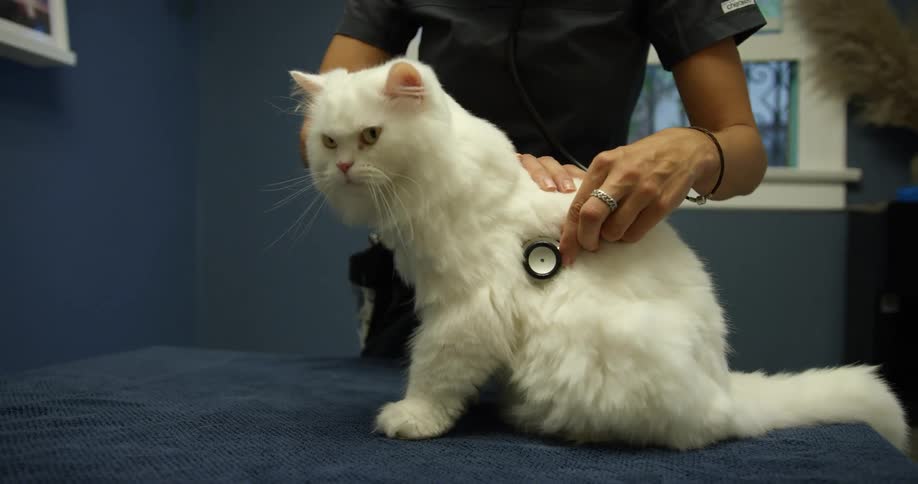 Persian cat sits still on an examination table in a veterinarians office as the veterinarian has one hand on top of the cats back and holds a stethoscope in the other hand to listen to the heart beat