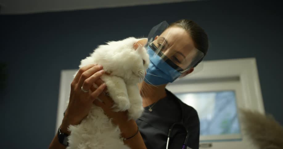 A vet pets a cat before putting it on an exam table