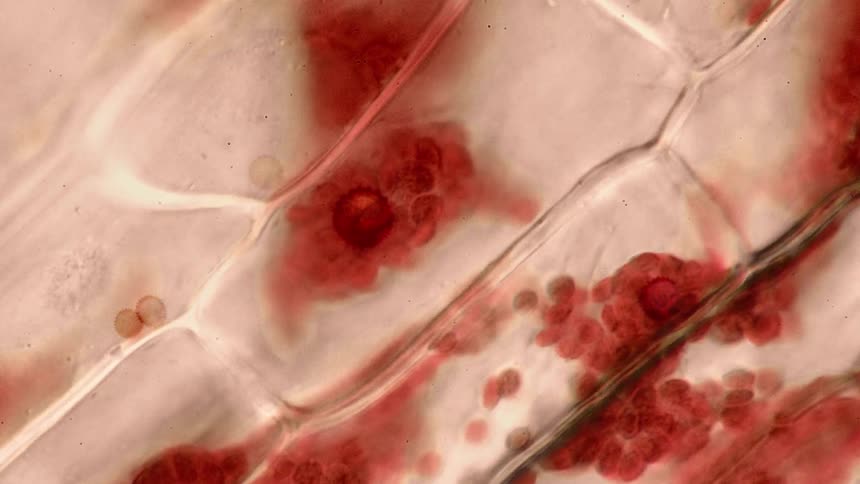 A virus like cell moves with other red shapes that look like blood cells