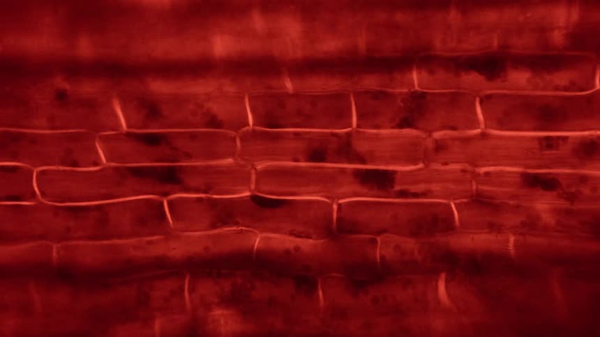 A microscope shows red cells moving