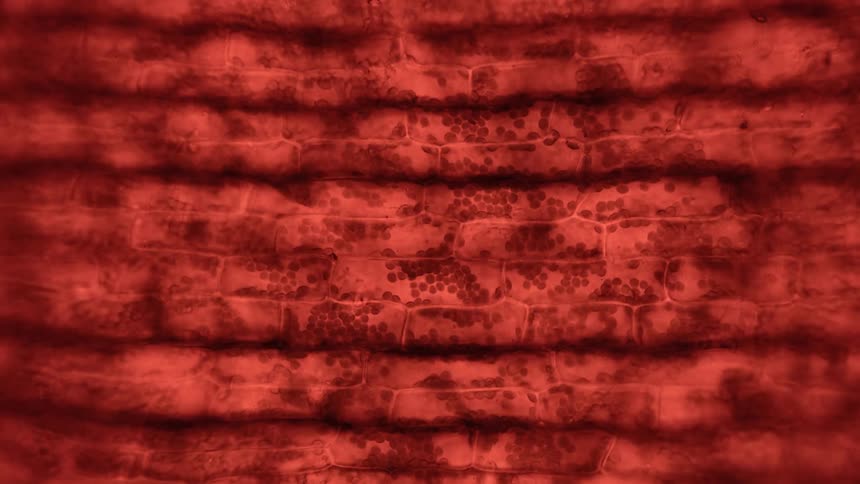 Red cells move inside veins