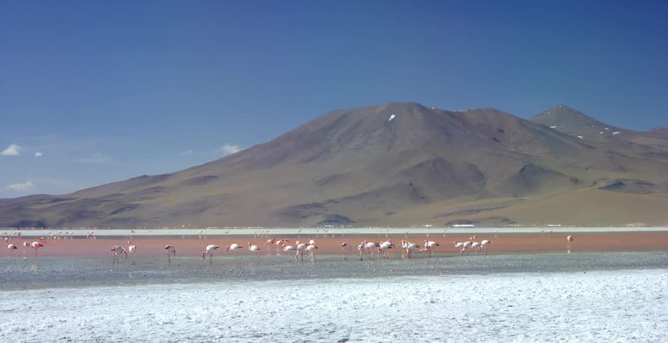 Flamingos walking on the shore