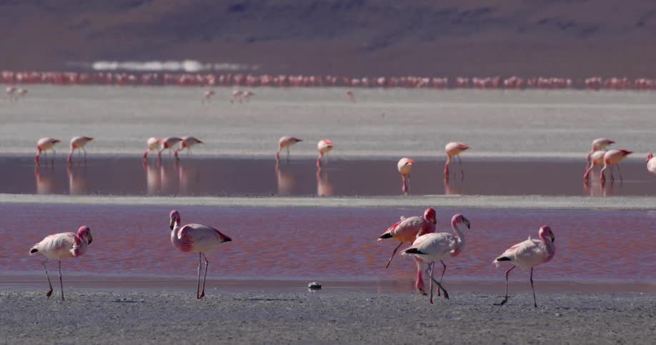 Flamingos walking on the shore
