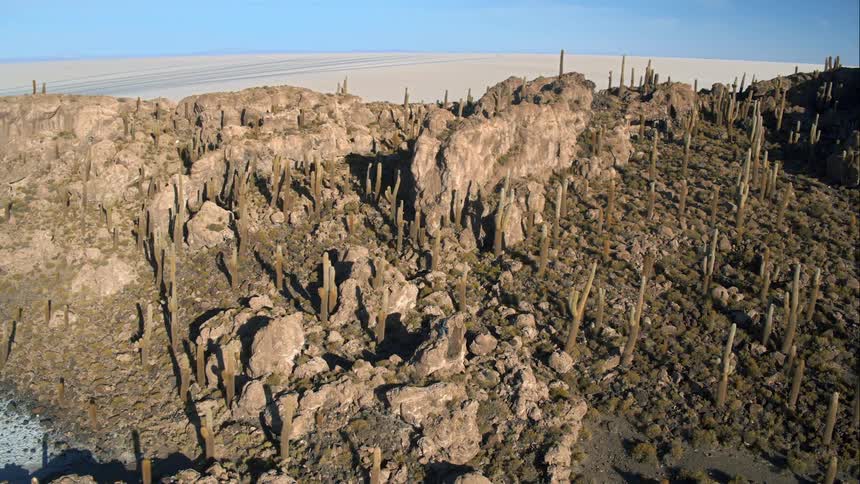 The desert has large cactus all over