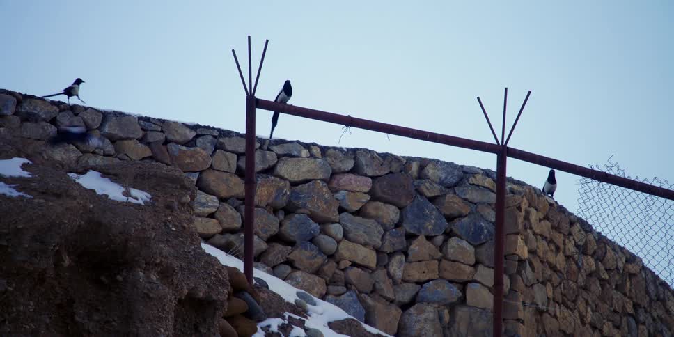 The birds fly on the wall outside