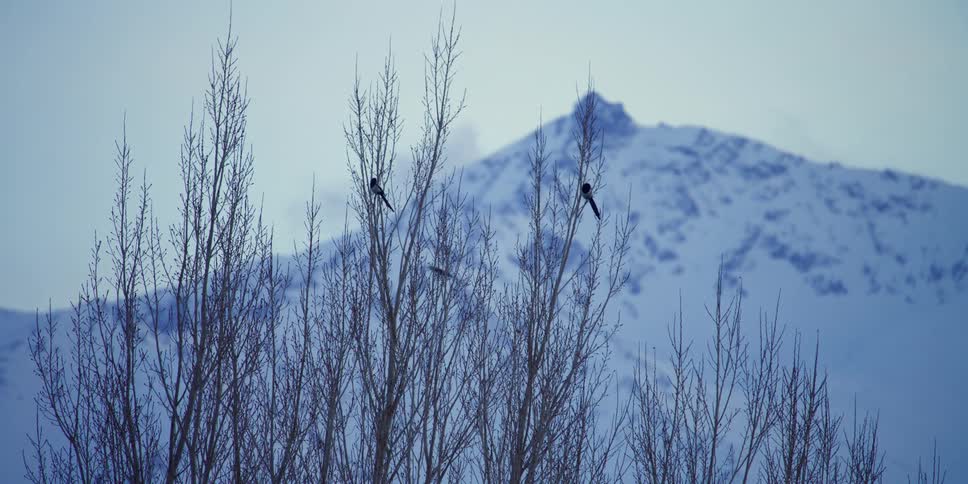 The bird flies past the mountain