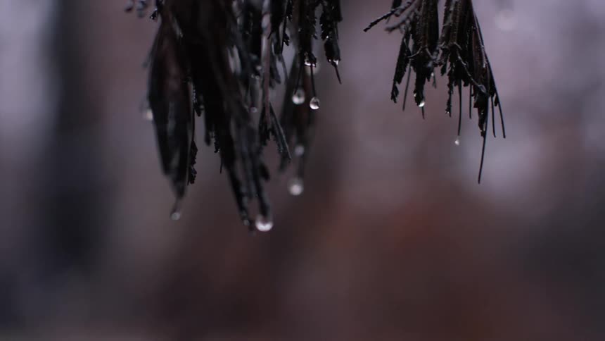Dewdrops on tips of dead leaves