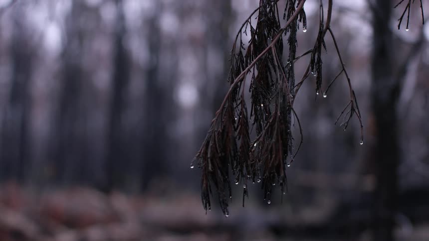 Dying leaves on a tree branch drenched with rain on an autumn day