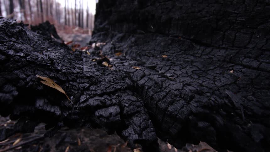 The burnt remains of a tree trunk in a forest on an autumn day