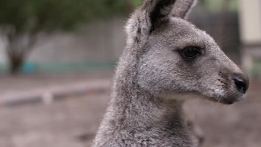 Kangaroos look around together in the yard