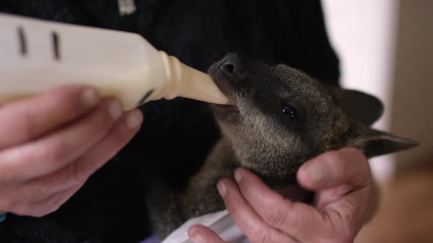 Bottle feeding a baby animal