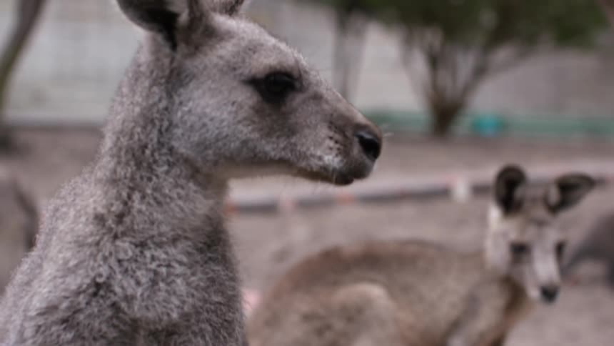 Kangaroos outside in a zoo in the daytime