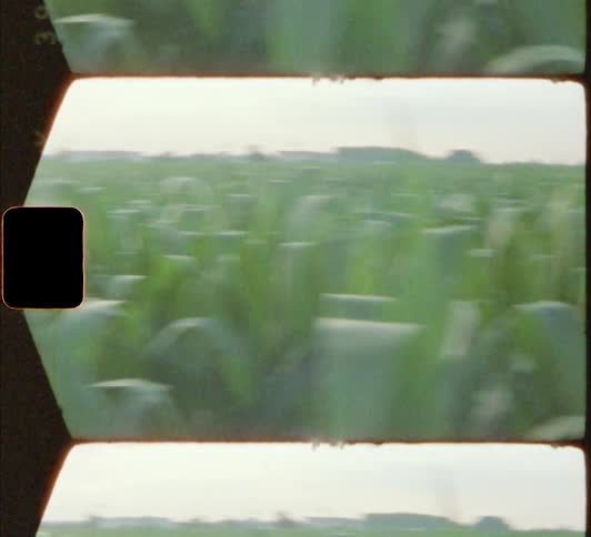 A field of tall thick grass during the day