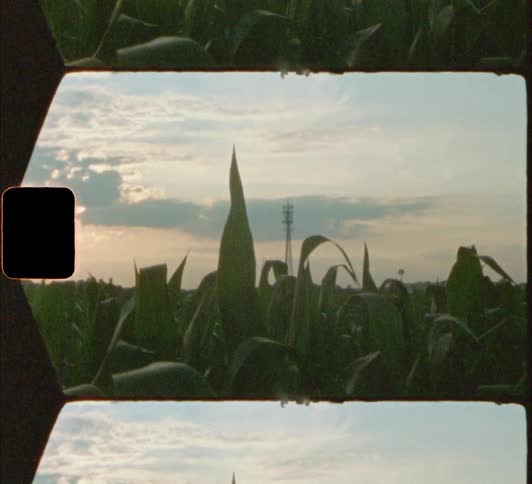 Crops with large leaves stand under cloudy sky