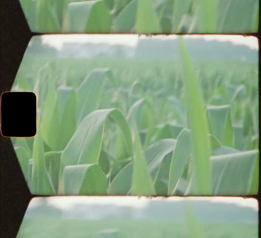 Corn plants growing in a rural field in the daytime