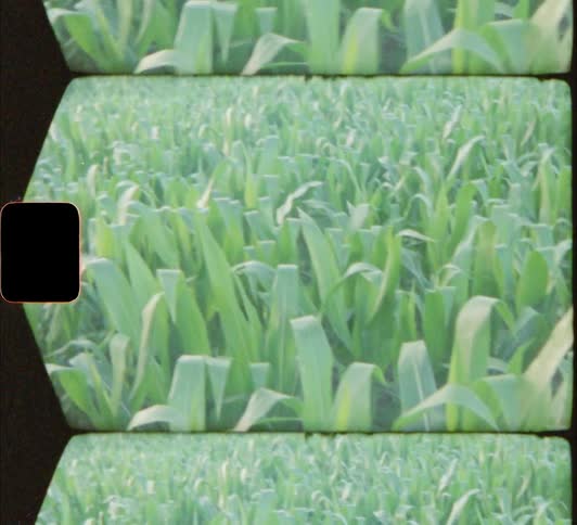 Rows of corn grow in a field