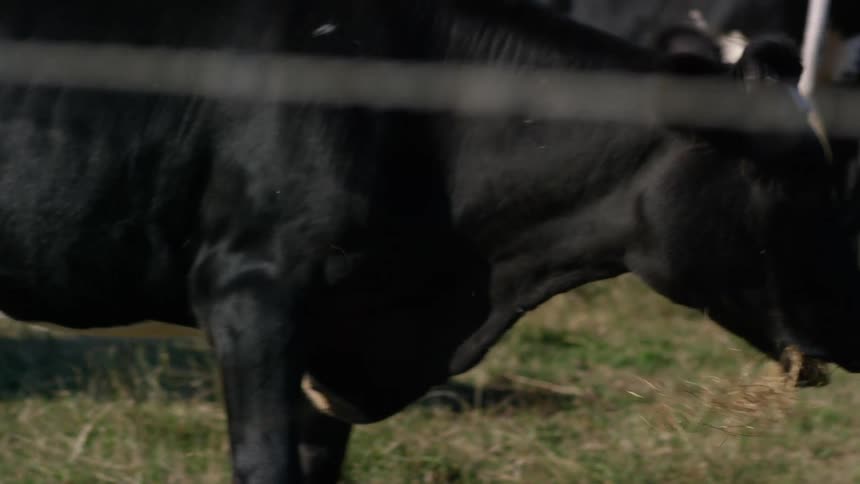 Black and brown cows eat hay in the farm