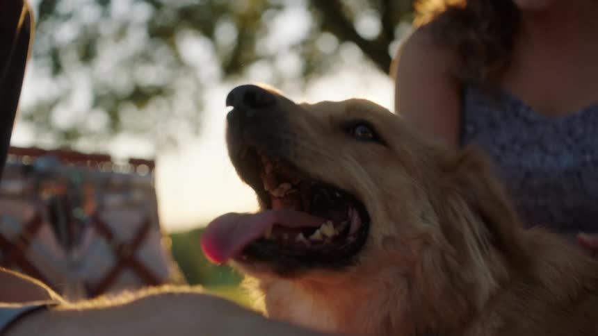 A woman is petting a dog outside
