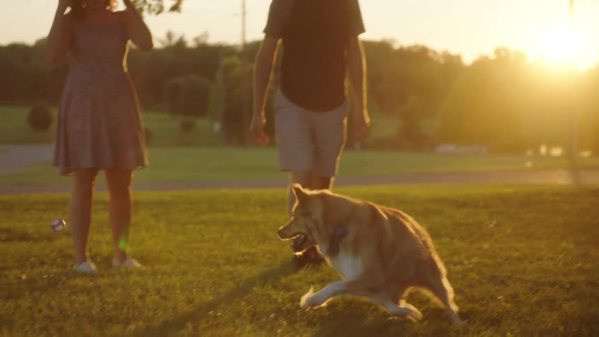 A dog runs after the thrown ball