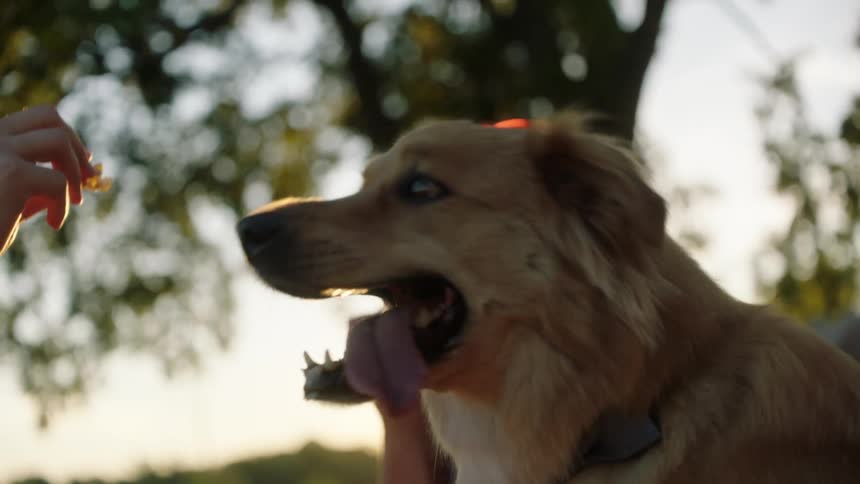 A man and woman sit outside with their dog and the man holds up a treat for him