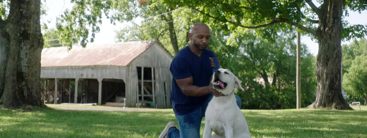 Bald man with a blue t shirt and jeans pets a white dog on the green grass