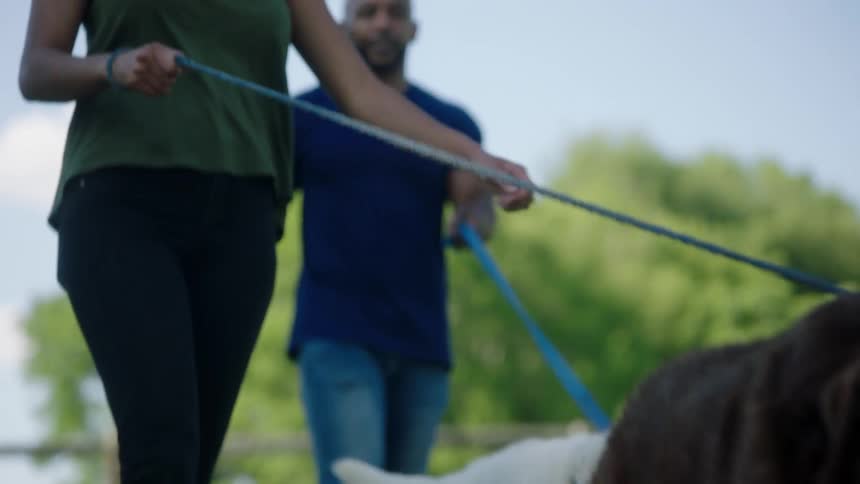 Young couple walking a pair of dogs on a leash in a park at day
