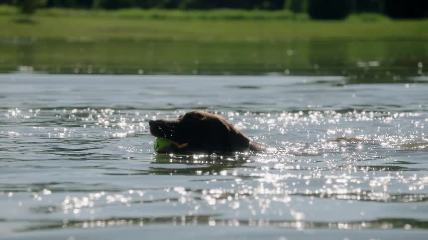 A dog is playing in the water outdoors