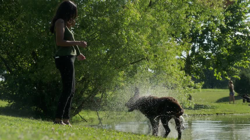 White and brown dogs shake off next to a pond in the park