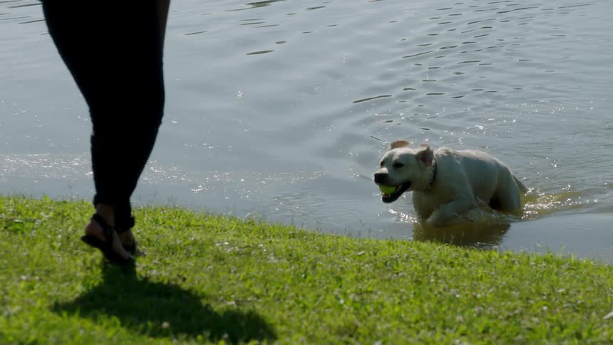 A dog brings out a ball in his mouth from a lake with a person standing along the edge