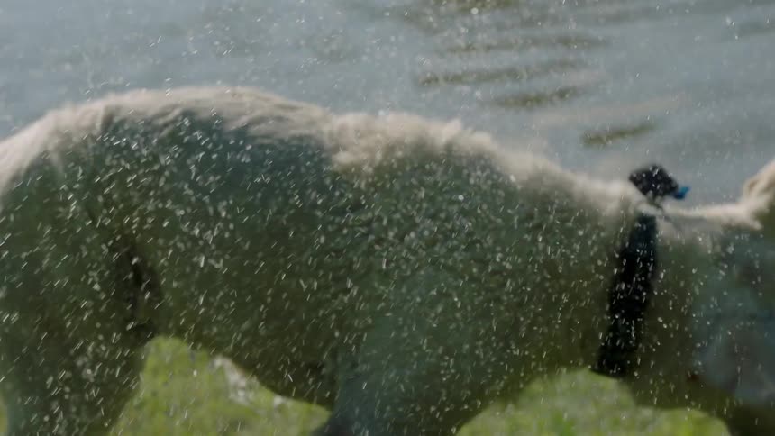 A dog is shaking off water outdoors