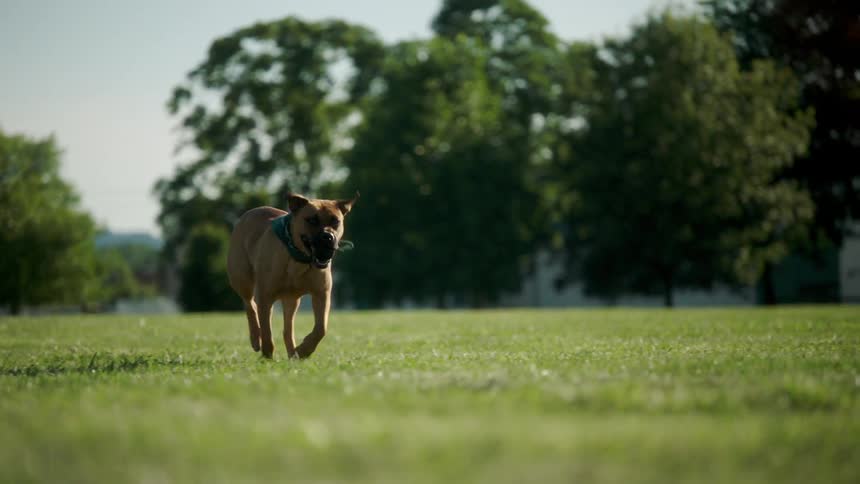 A dog is running outdoors in spring