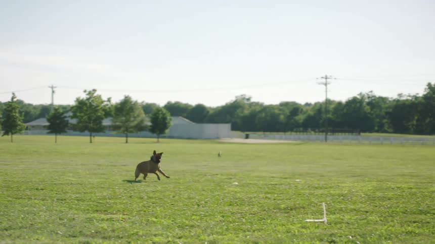 A man throws a ball across a field and a dog quickly runs to retrieve it