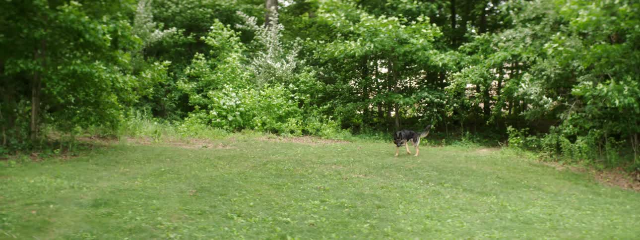 A white man plays fetch with a dog