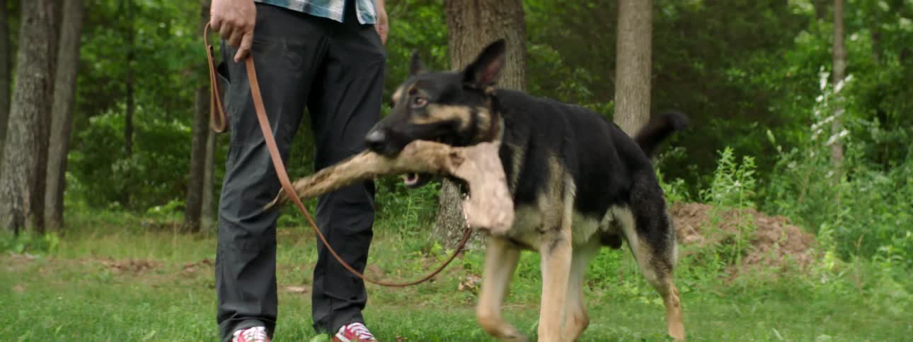 Two white men work on training a dog with a piece of wood