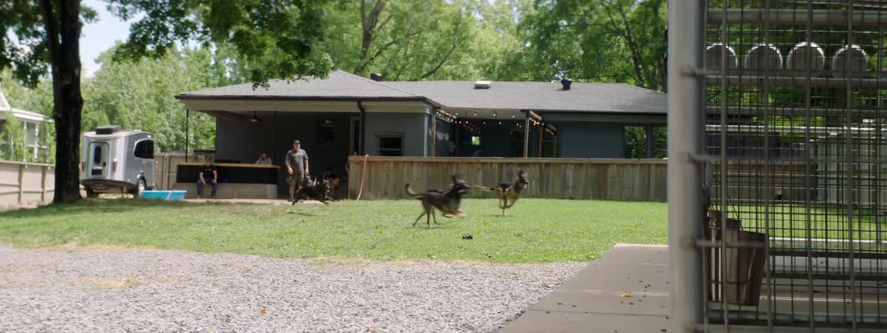 A group of dogs chase a thrown ball across the backyard of a house