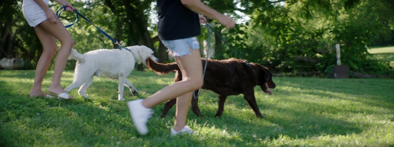 Two blonde sisters with shorts and black t shirts walk white and brown dogs on the lawn