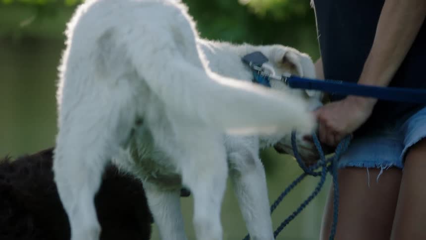 A woman is petting a dog outdoors