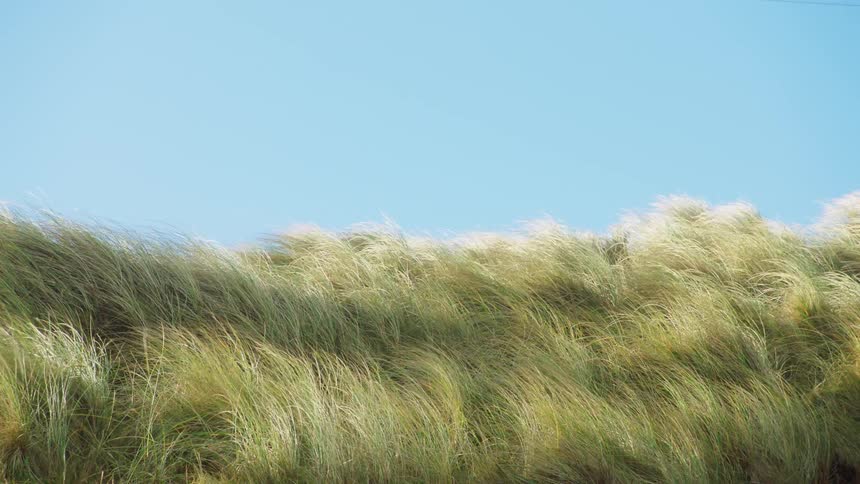 Tall grass in a field waves in the wind under a clear blue sky