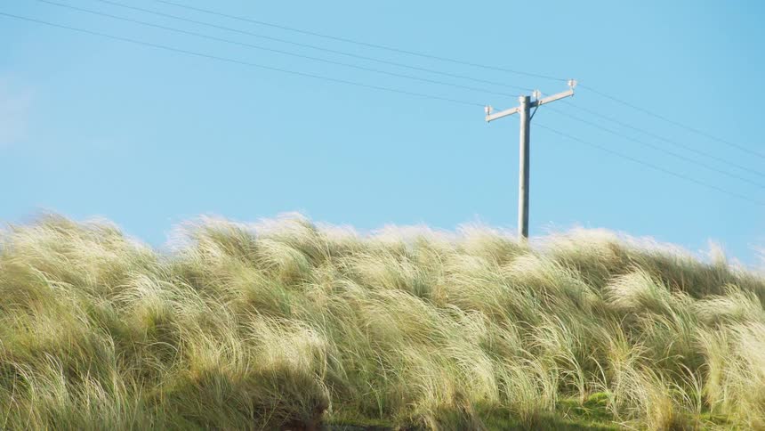 Wind blowing through grass around a rural utility pole in the daytime