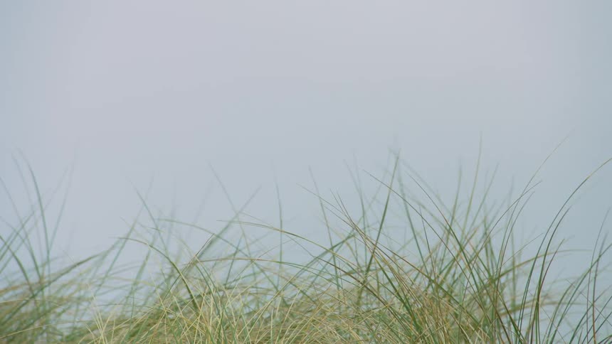Grass is blowing in the wind