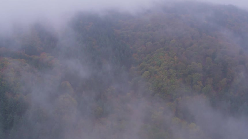 Aerial view of clouds over a forest