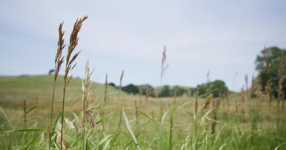 Grass in a hilly field waves in the wind on a sunny day