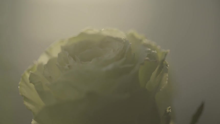 A rose being sprayed by water