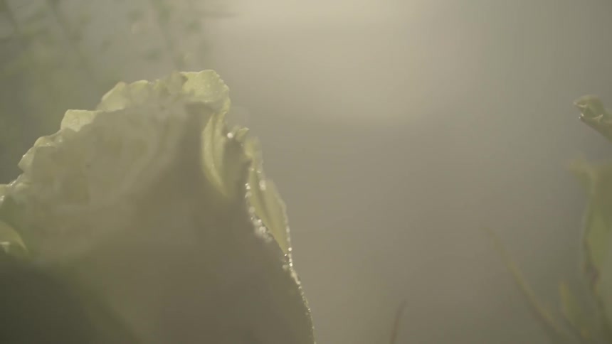 Close up of some yellow flowers covered with a light spray of water