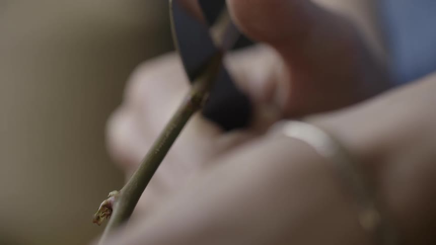 A person is using a blade to cut thorns off a flower stalk