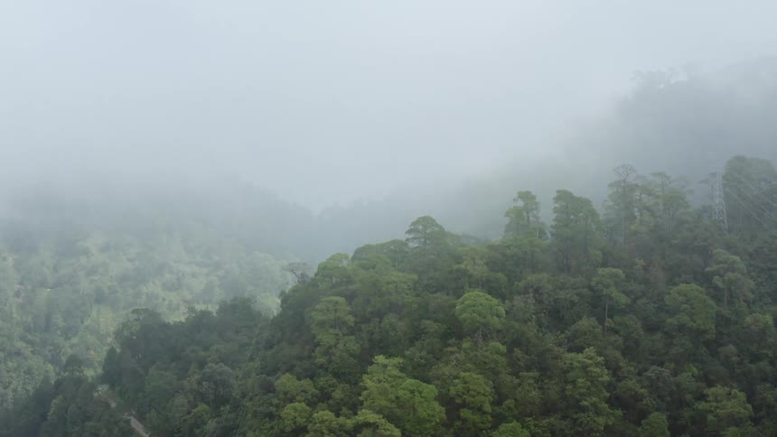 Fog is covering the forest
