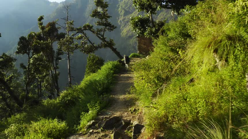 People walking in a dirt path on a hill surrounded by plants with the sky in the background