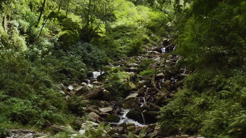 A stream in the rainforest is displayed
