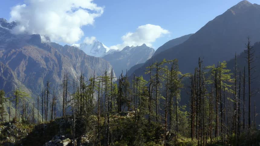 Trees are covering the mountain range